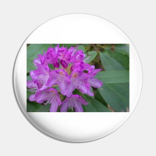 Purple rhododendron flowers Pin