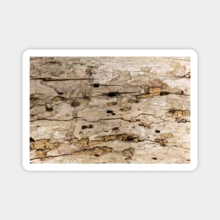 Termite Wooden Surface Magnet