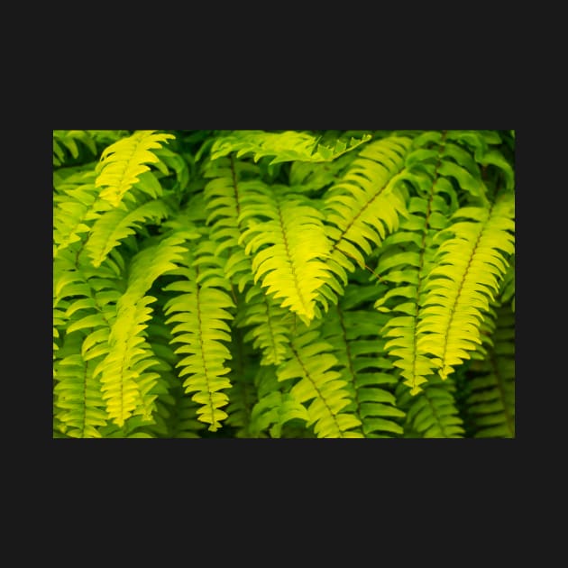 Lush ferns. by sma1050