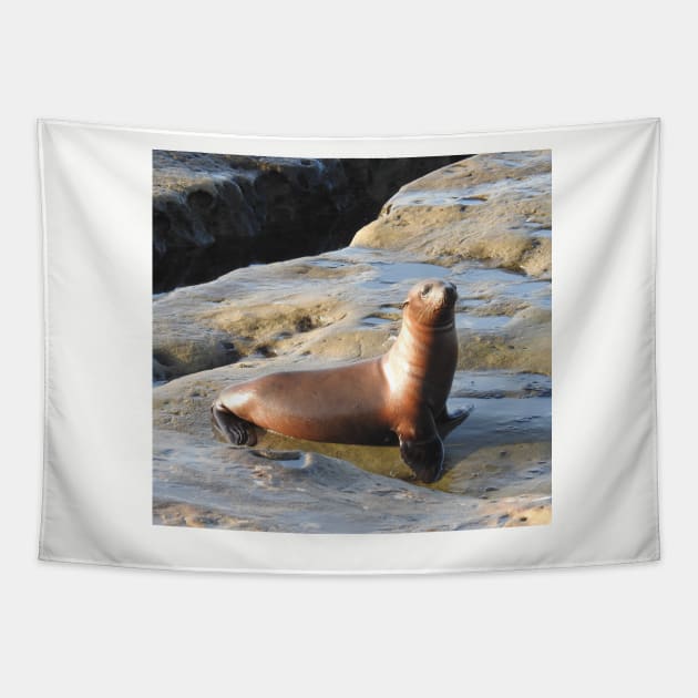 Young California Sea Lion, Marine Life, Wildlife, Nature Tapestry by sandyo2ly