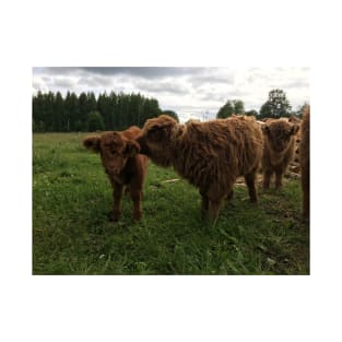 Scottish Highland Cattle Calves 1445 T-Shirt