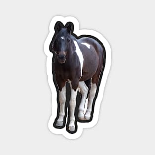 American Paint Horse Magnet