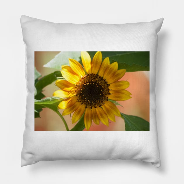 Sunflower Series XIV Pillow by Jacquelie