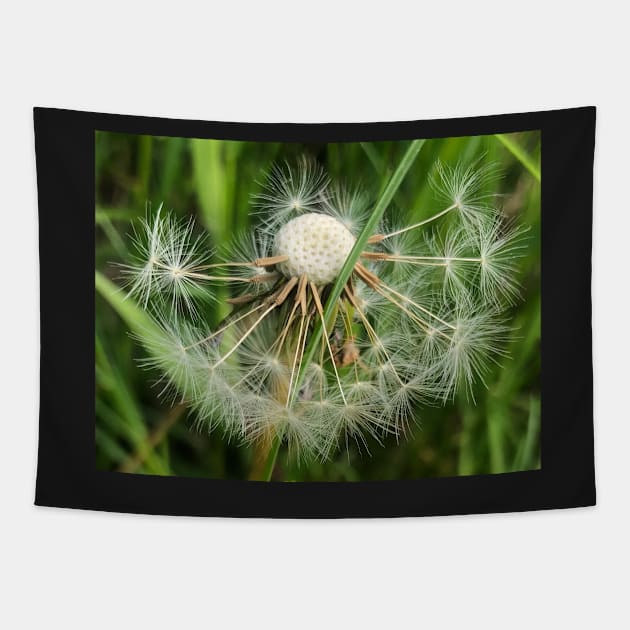 Dandelion Poof: Make-a-Wish for All Eternity Tapestry by Photomersion