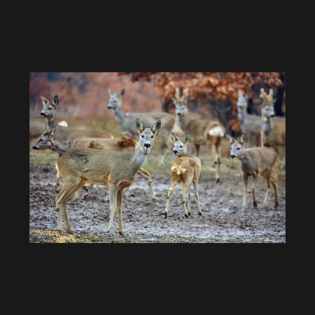 Roe deer family by naturalis