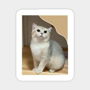 the little cute cats Magnet