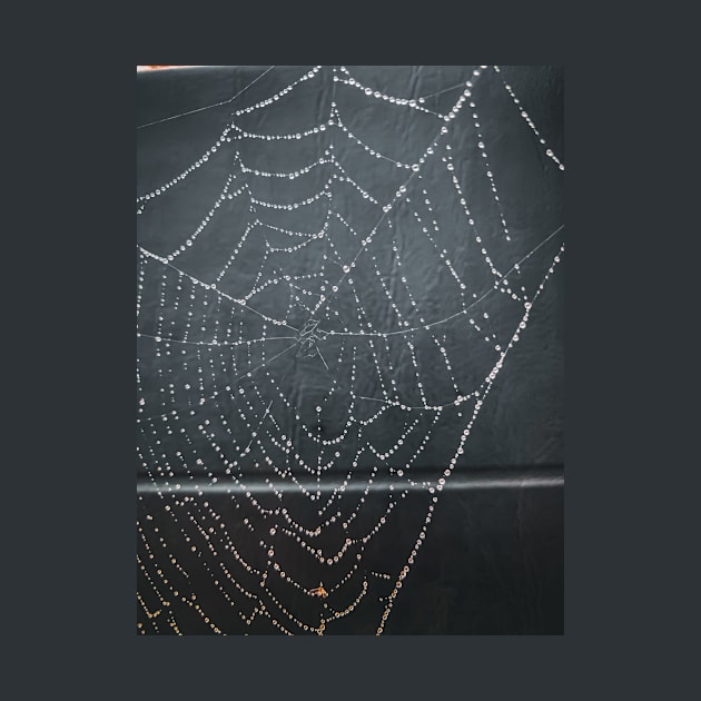 Spider Web by Ckauzmann