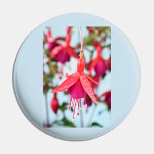 Fuchsia &#39;Pink Fizz&#39; Pin