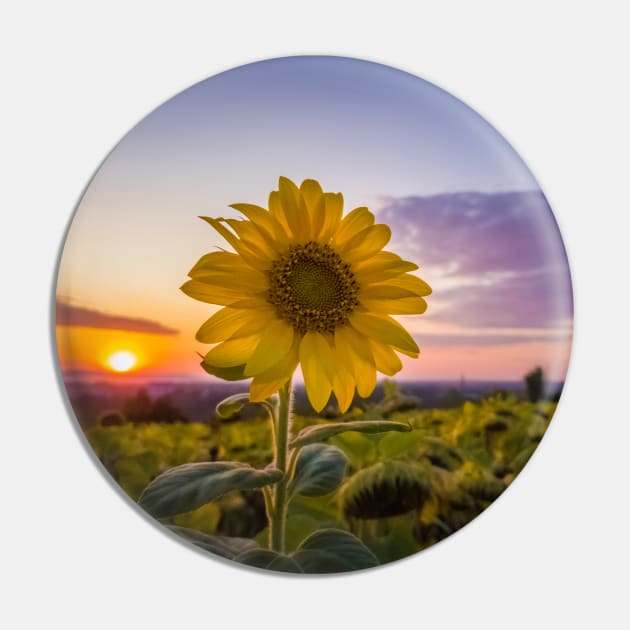 Sunflower against sunset Pin by psychoshadow