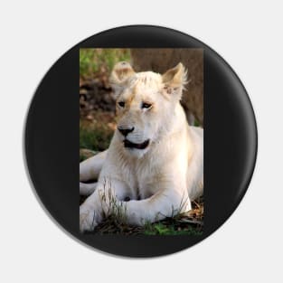 Adolescent Male White Lion Pin