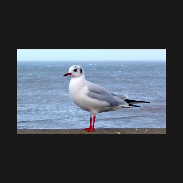 beach seagull seaside traveller bird sea gull ocean scene by jacquline8689