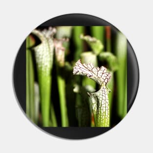 Pitcher Plants Pin