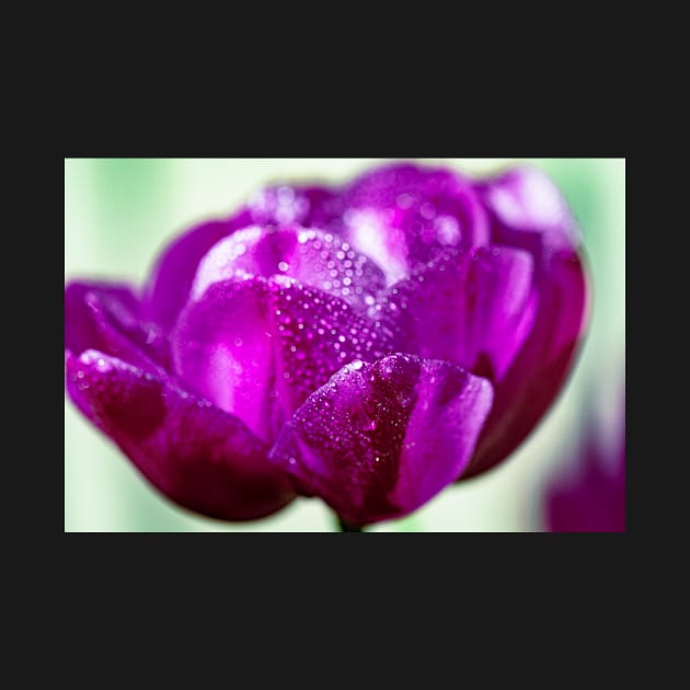 Dewdrops on a purple tulip by blossomcophoto