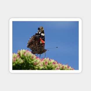 Red Admiral Magnet