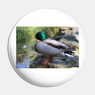 Mallard Duck Pin