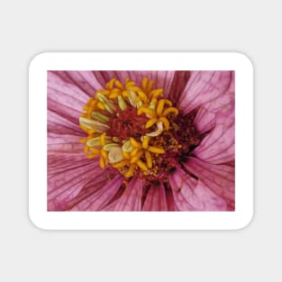 close-up of a single zinnia flower bloom in pink floral fantasy Magnet