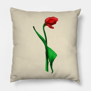 Tulip Pillow