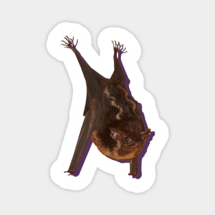 Bat Magnet