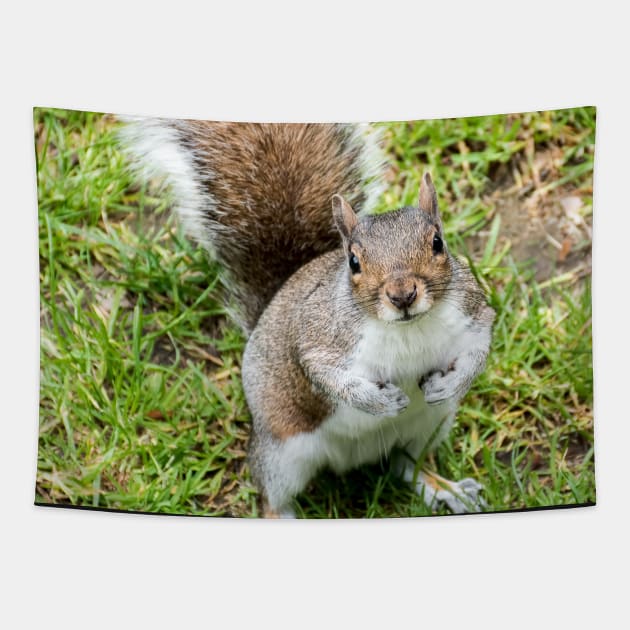 Grey squirrel on some grass Tapestry by Russell102