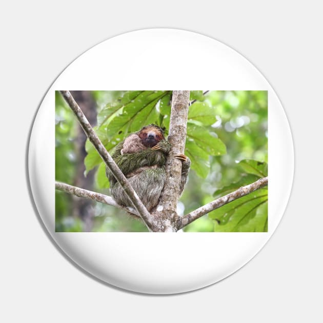 Three-toed Sloth - Costa Rica Pin by Jim Cumming