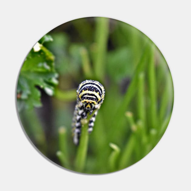 Swallowtail Caterpillar Pin by A Thousand Words Photography