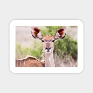 Female Kudu Portrait - Krüger National Park Magnet