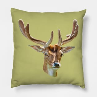 Fallow Buck in velvet Pillow