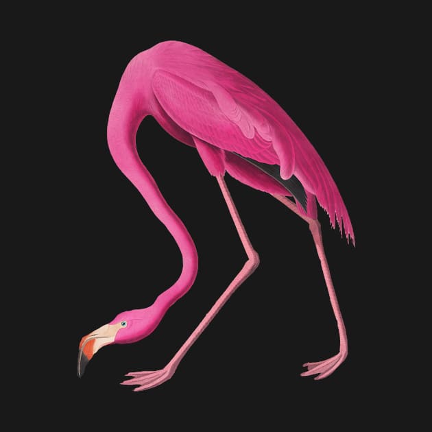 Hot Pink Flamingo Vintage Bird Art by Scarebaby