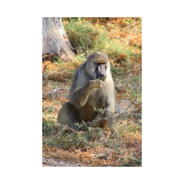 Yellow Baboon Eating by Carole-Anne