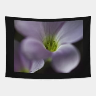 Oxalis Tapestry