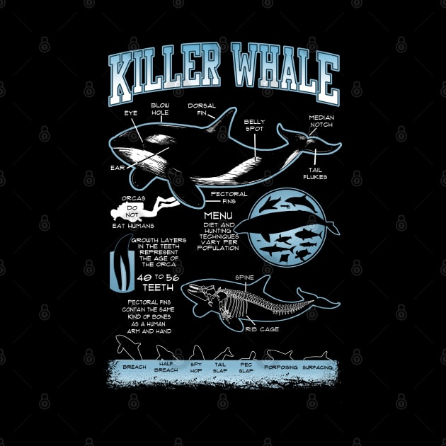 Killer Whale Diagram Physical Characteristics by theDarkarts