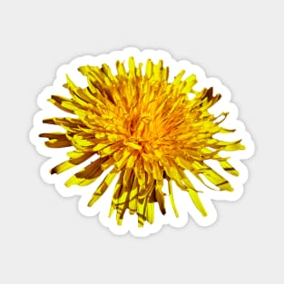 Dandelion flower Magnet