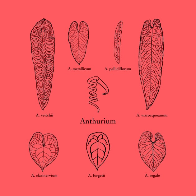 Anthurium by thenordicjungle