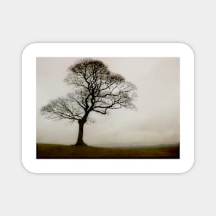 A Tree at Lyme Park Magnet