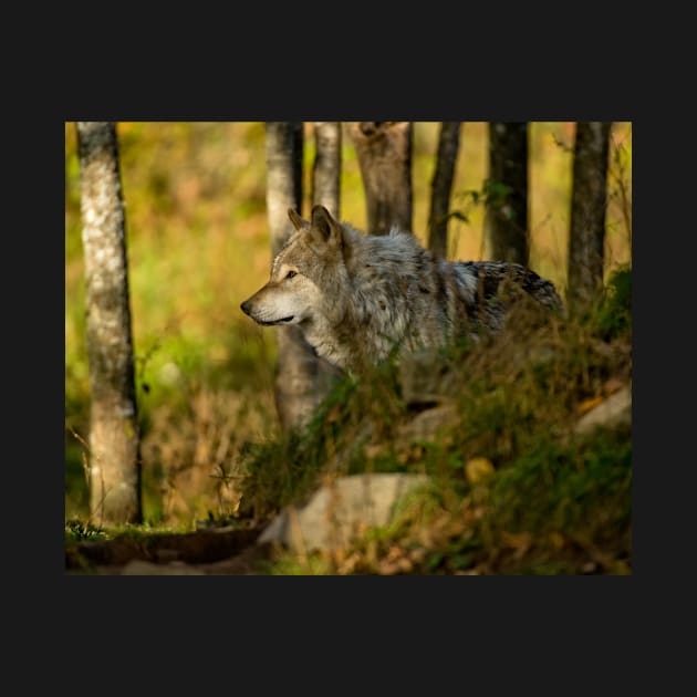 Timber Wolf by jaydee1400