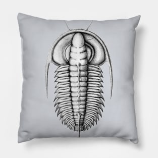 Redlichia, Cambrian Trilobite from Kangaroo Island Pillow