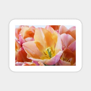 Tulipa  &#39;Apricot Beauty&#39;  AGM    Single Early Group Tulip Magnet