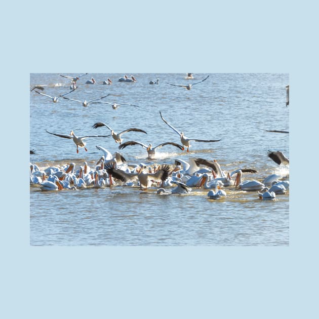 Pelican Feeding Frenzy At the Lake by Debra Martz by Debra Martz