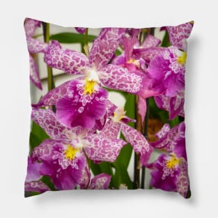 Purple Leopard Orchids Pillow