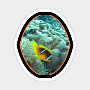 fish, cute fish, free fish, coral fish, fish coral, goldfish, pez, peces, pez colar, peces coral Magnet