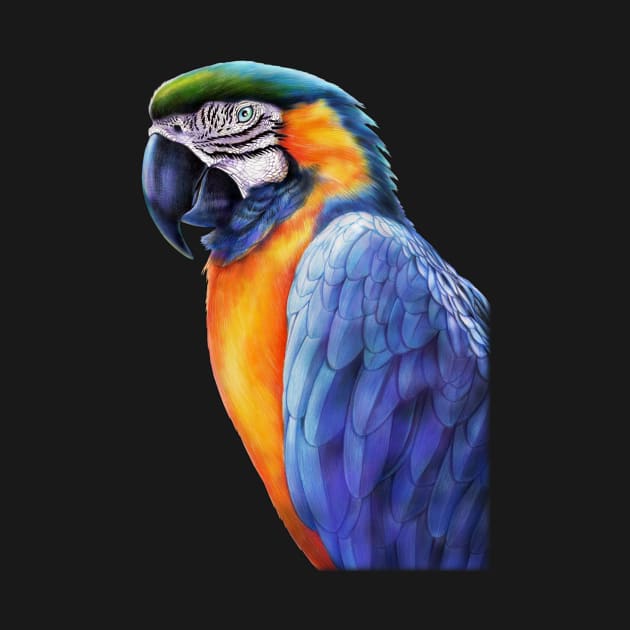 Macaw by Tim Jeffs Art