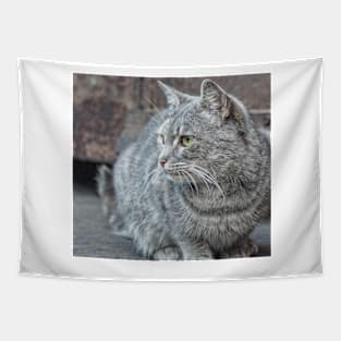 Feral grey cat Tapestry