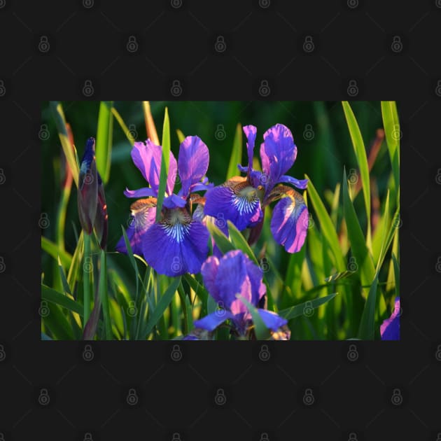 Iris Beauty by Coranific Design