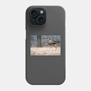 North European Fallow Deer at Woolaroc Oklahoma Phone Case