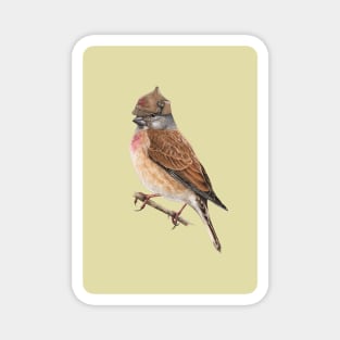 Common linnet Magnet