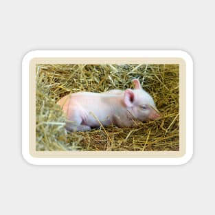 Drowsy Piglet Magnet