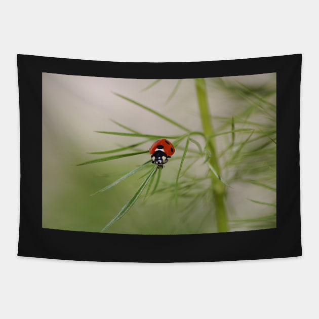 Baby ladybird Tapestry by declancarr