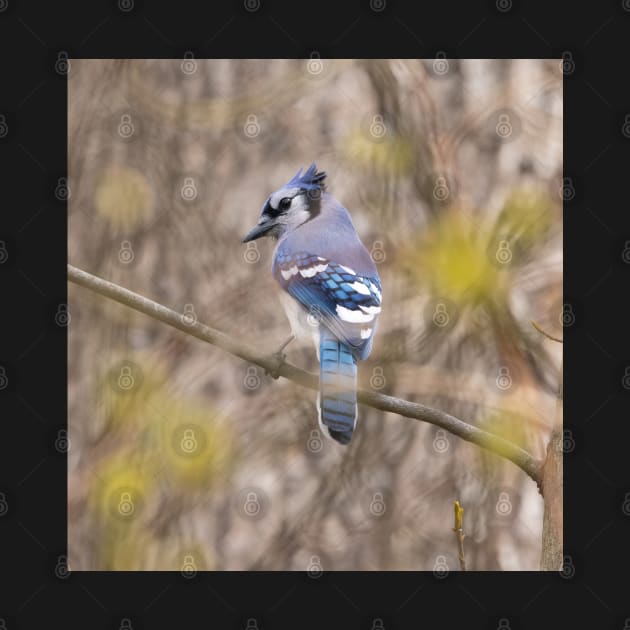 Blue Jay with brown and grey blurred background and green blurred leaves by BirdsnStuff