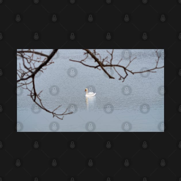 Mute Swan In The Distance by BackyardBirder