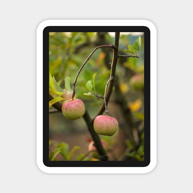 Closeup of ripe apples Magnet by naturalis